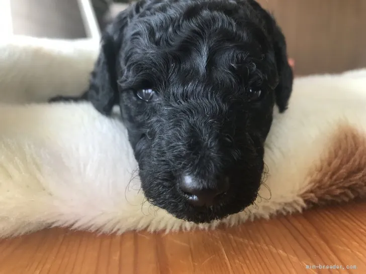 ID:1904-00662の子犬