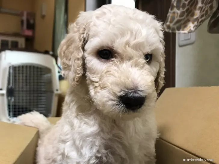 ID：1906-02530の子犬