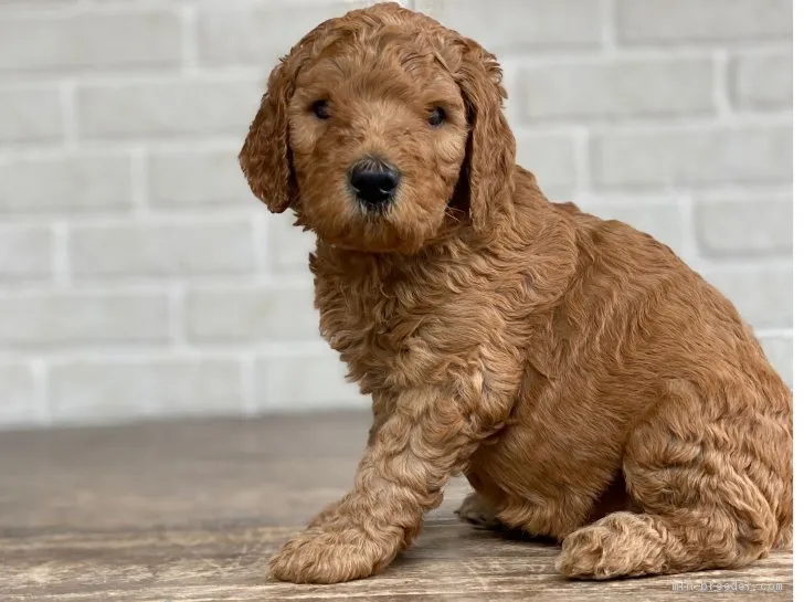 ID:2005-00422の子犬