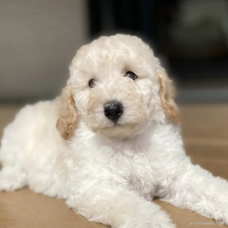 ID：2310-02602の子犬