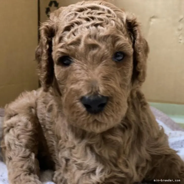 ID：2209-00296の子犬