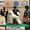 スタンダードプードル【栃木県・女の子・2021年6月29日・グレー(シルバー)】の写真4「パパはドッグショーでパピークラスG 3rd受賞しました❗️」