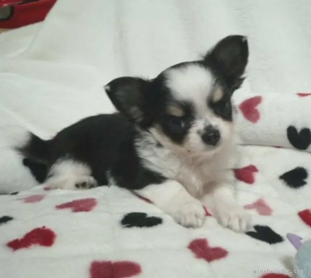 chiot 様のお迎えした子犬