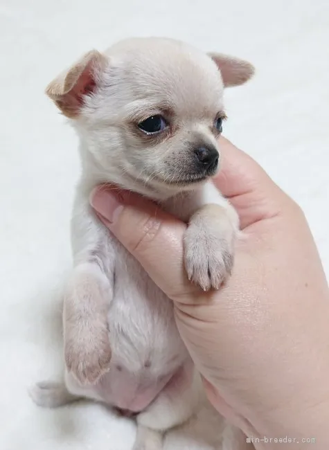 K.S 様のお迎えした子犬