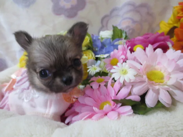 ID：1607-01534の子犬