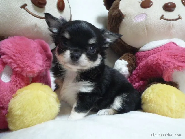 yubu 様のお迎えした子犬