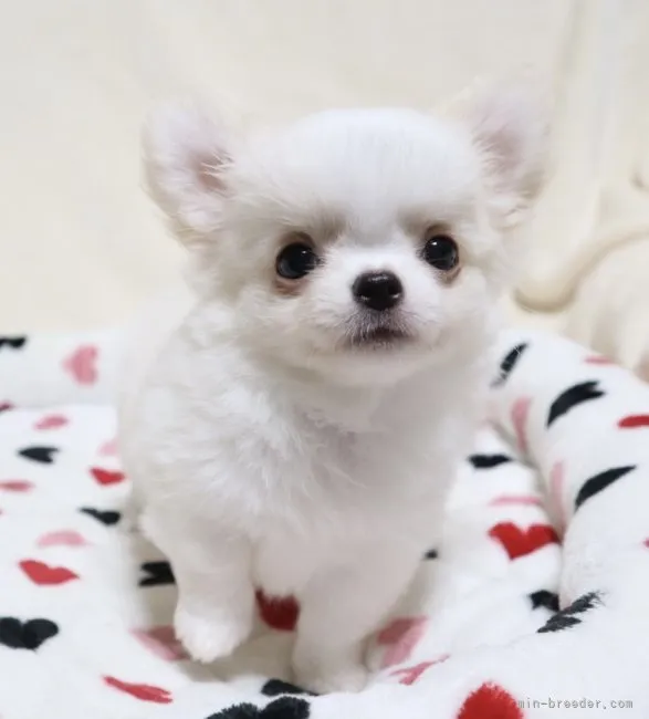 ID：2207-04108の子犬