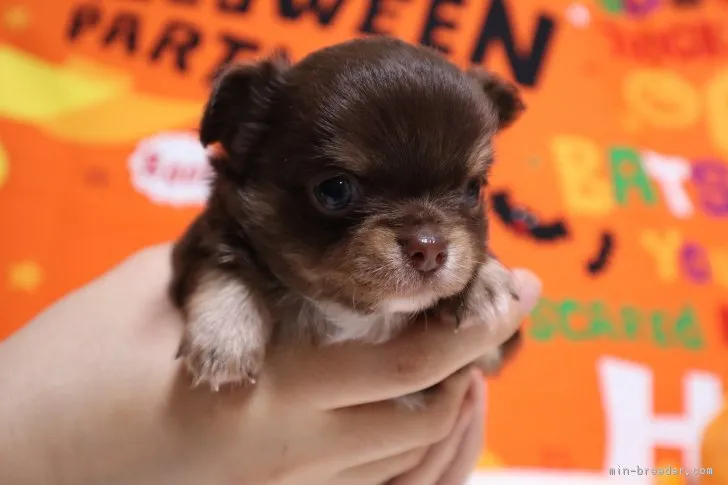 はなみ 様のお迎えした子犬