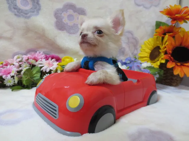 ID：1607-01533の子犬