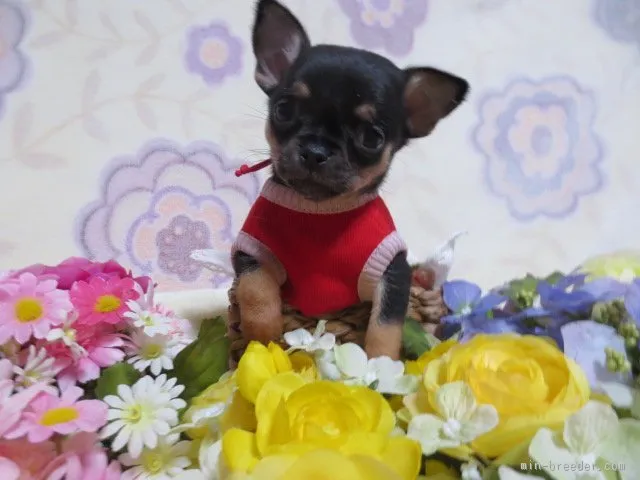 加藤 様のお迎えした子犬