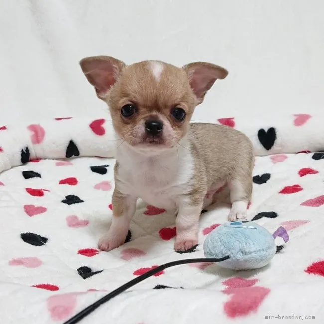 ID：1912-03386の子犬