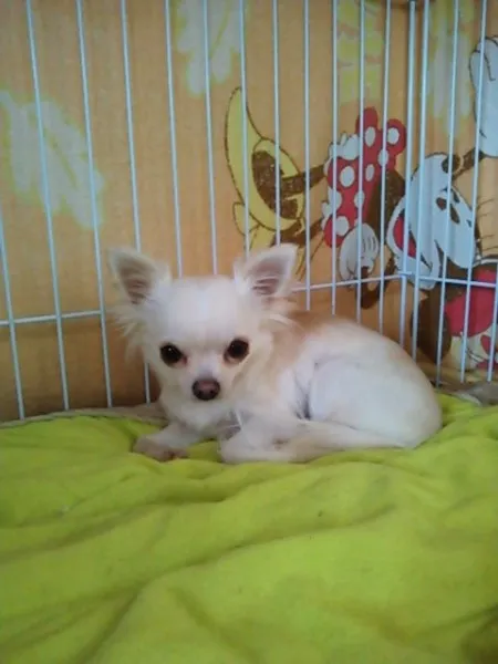 きなこ? 様のお迎えした子犬