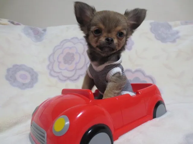チョコ 様のお迎えした子犬