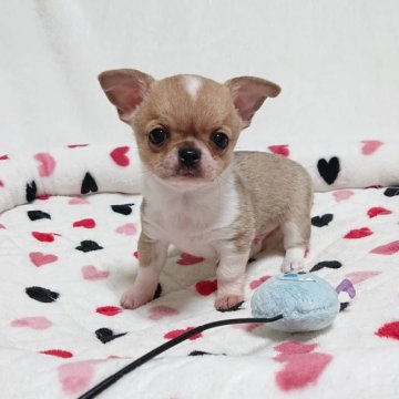 チワワ(スムース)【埼玉県・男の子・2019年11月23日・フォーン&ホワイト】の写真「優しいお顔のムチコロくん☆」