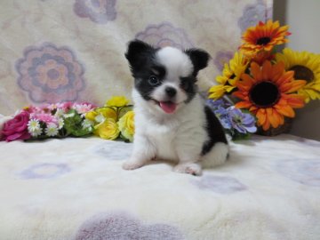 チワワ(ロング)【埼玉県・男の子・2016年6月28日・パーティー】の写真「お鼻の短いウシ柄のボクちゃんです☆」