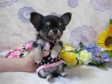 チワワ(ロング)【埼玉県・男の子・2016年6月24日・ブラック&クリーム】の写真「パパ似の可愛い男の子です☆」