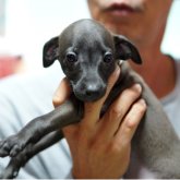 イタリアングレーハウンド