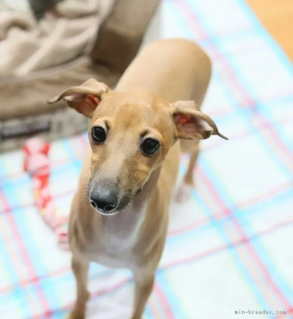 ID：1801-00602の子犬