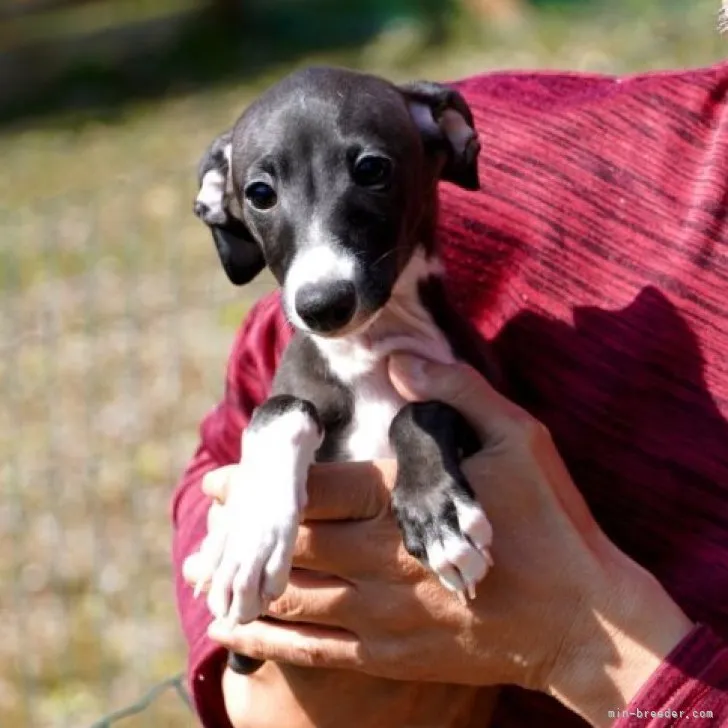 ID:2212-04377の子犬