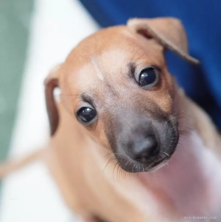 ID:2405-02361の子犬