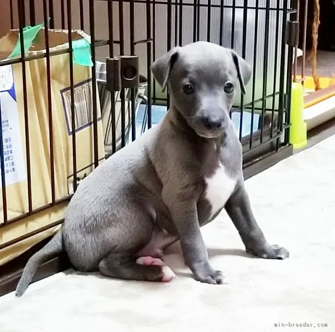 ID：1806-00062の子犬