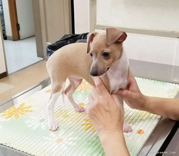RICA 様のお迎えした子犬