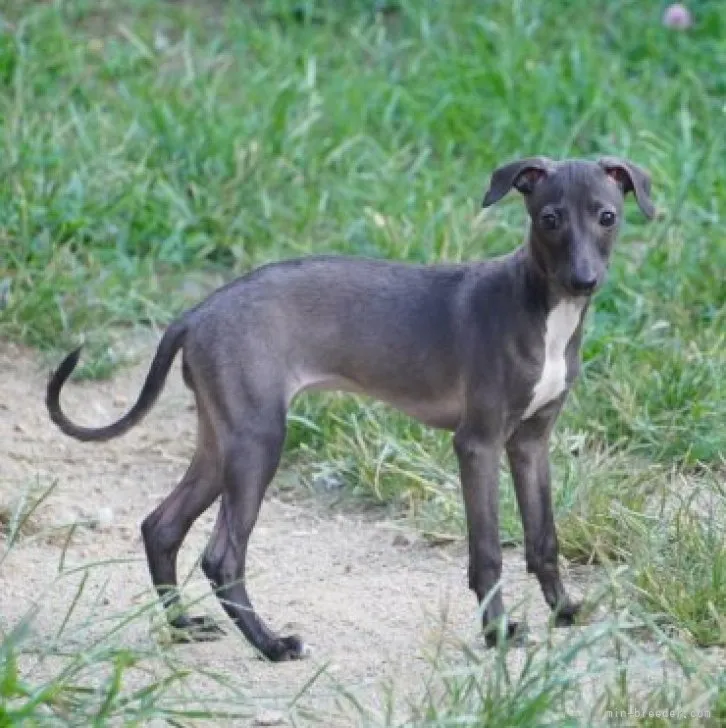 S.K 様のお迎えした子犬