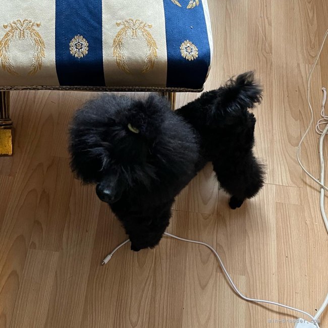 子犬の頃からショータイプでしたね。