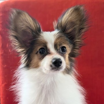 パピヨン【神奈川県・女の子・2024年3月19日・ホワイト&セーブル】の写真「マイペースなお転婆さん(父はJKCチャンピオン)」