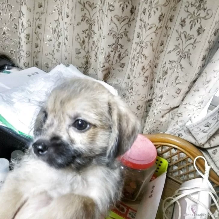 ID：2510-03445の子犬
