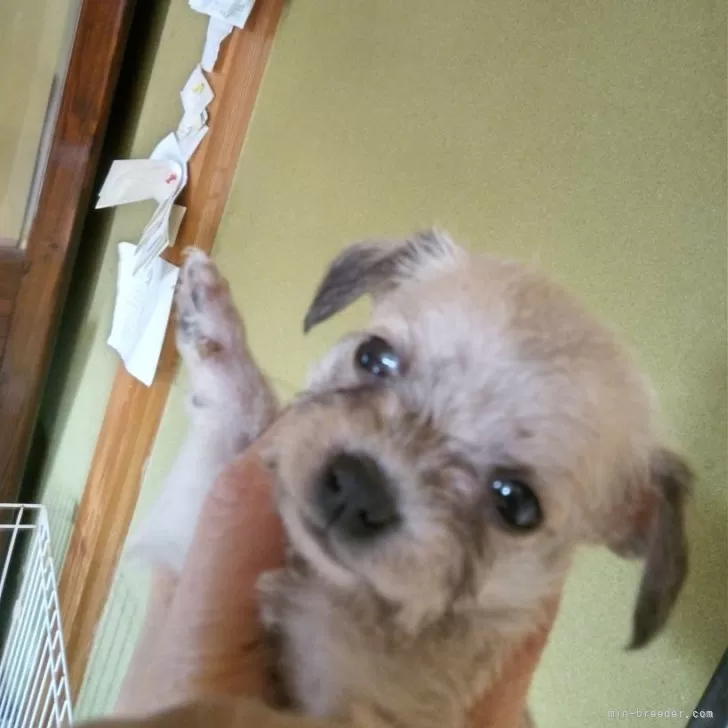 ID:2502-05432の子犬