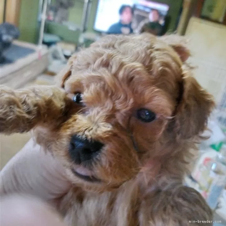 ID：2502-03946の子犬