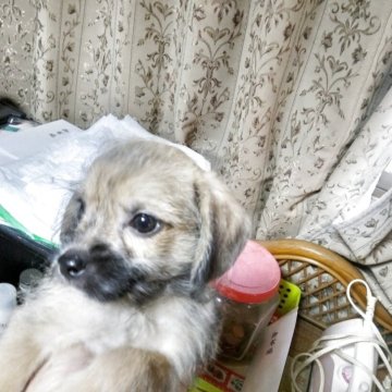 チワプー(チワワ×トイプードル)【熊本県・男の子・2025年8月11日・げんきくん】の写真「活発で元気な男の子」