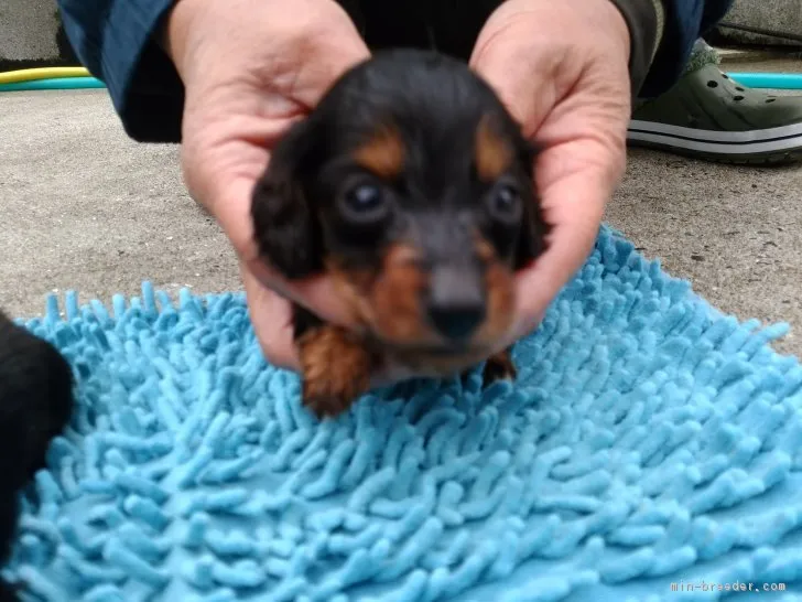 ID:1902-01845の子犬