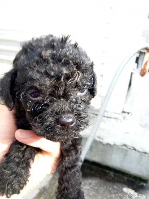 ID：2204-03447の子犬