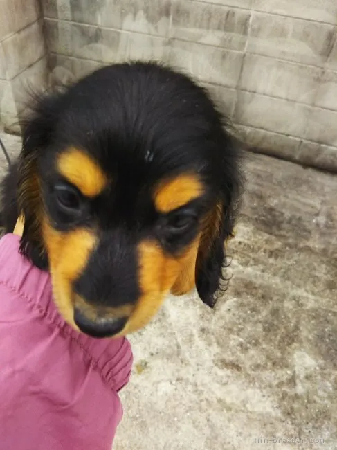 ID:2110-02790の子犬