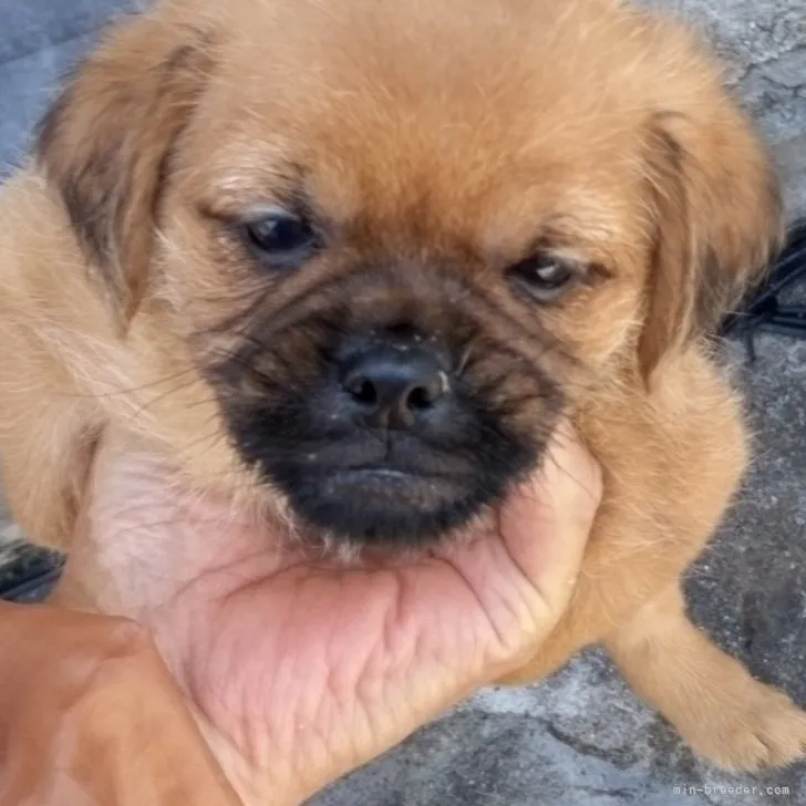 ID：2307-06359の子犬
