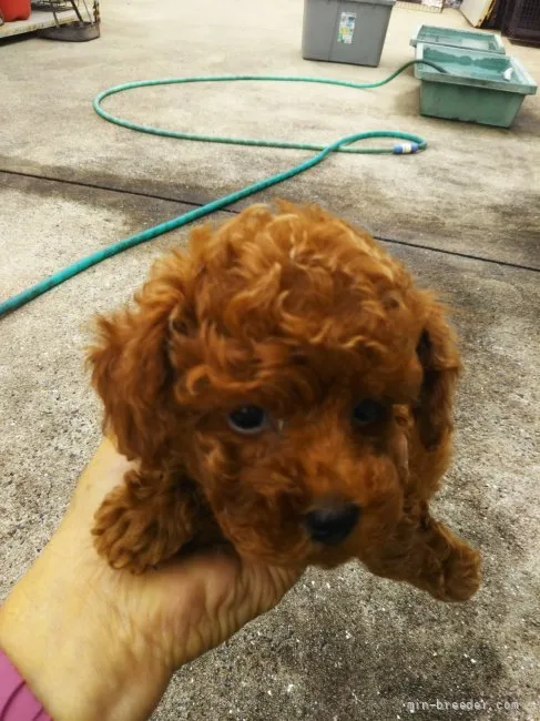 ID：2110-02780の子犬