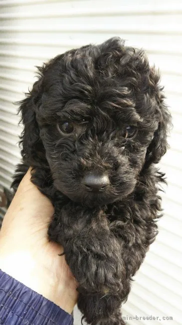 ID：2202-03578の子犬