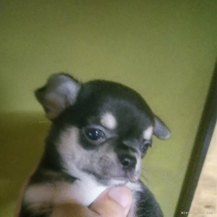 ID:2409-03894の子犬