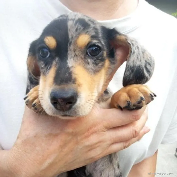 ID：2206-03447の子犬