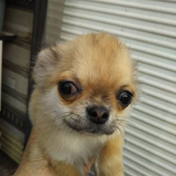チワワ×ポメラニアン【熊本県・男の子・2021年12月15日・フォ―ン】の写真「アップルへｯドでクリクリおめめがポイント！」