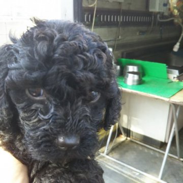 トイプードル(トイ)【熊本県・女の子・2021年3月14日・ブラック】の写真「ガッシリした大きめの子犬」