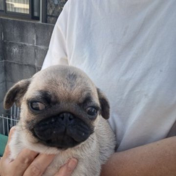 パグ【熊本県・男の子・2023年2月22日・フォーン】の写真「散歩中も注目の的」