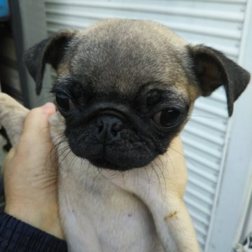 パグ【熊本県・女の子・2021年10月25日・フォーン(薄茶)】の写真「小さい女の子」