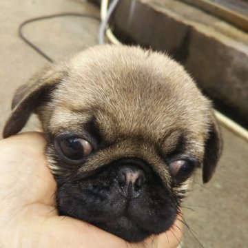 パグ【熊本県・女の子・2022年1月10日・フォ―ン】の写真「き」