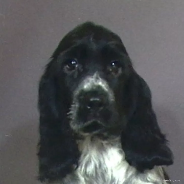 ID：2412-06491の子犬
