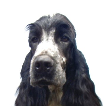 イングリッシュコッカースパニエル【神奈川県・男の子・2025年5月14日・ブルーローン】の写真「Puppyクラスでショーデビューしました」