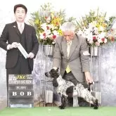 イングリッシュコッカースパニエル