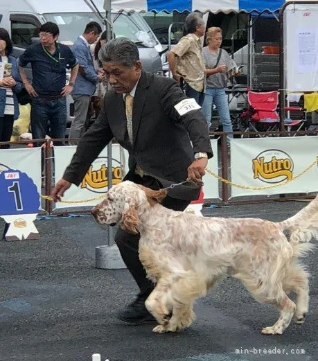 ID:1804-02443の子犬